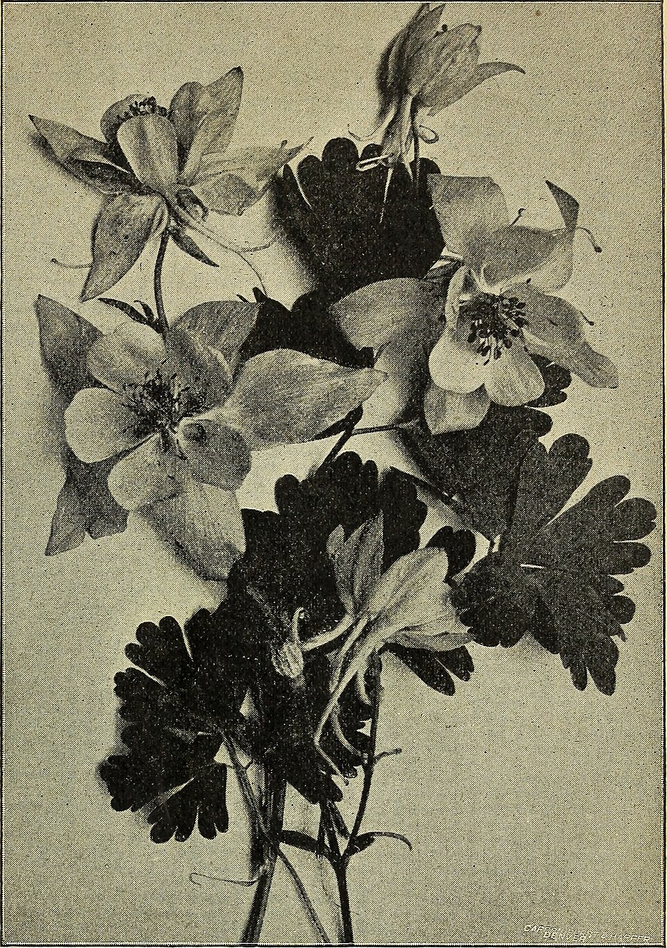 Primrose Pond